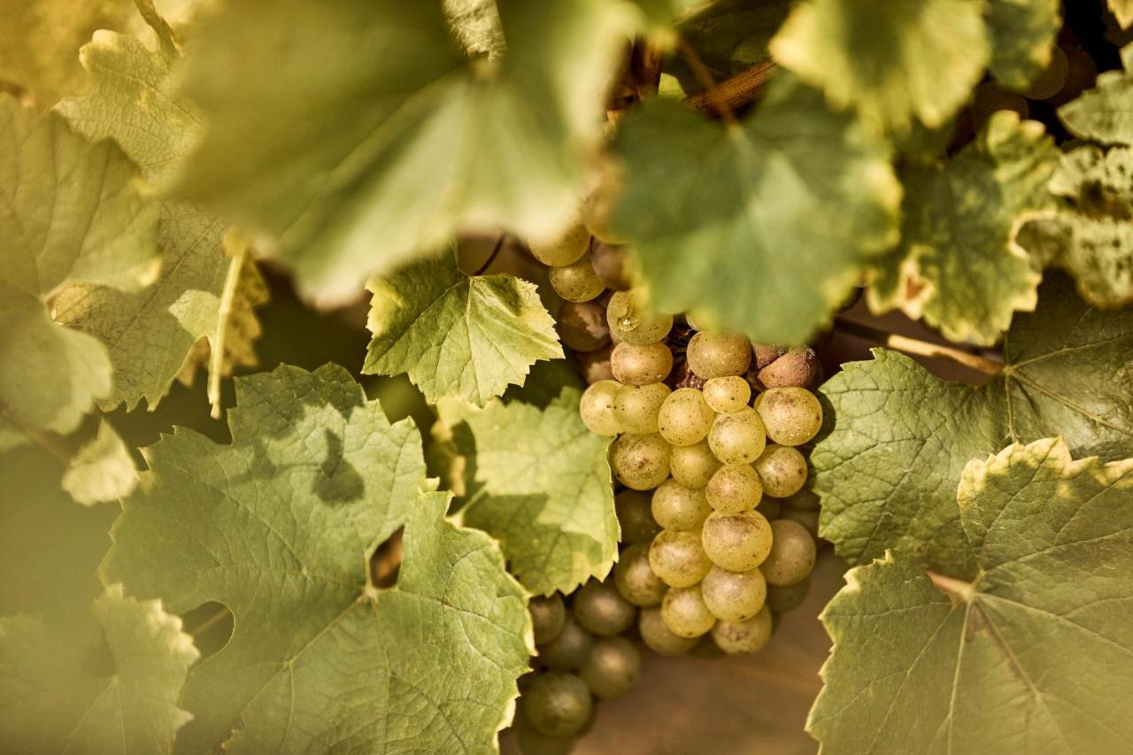 Como Le Montrachet Hotel Puligny-Montrachet Exterior photo